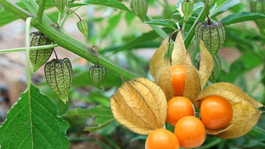 Quả dại mọc ven đường được tìm mua làm "thuốc quý" dù giá đắt đỏ